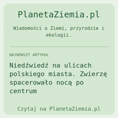 Niedźwiedź na ulicach polskiego miasta. Zwierzę spacerowało nocą po centrum